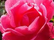 profumi alla rosa