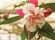 ricovero della fuchsia
