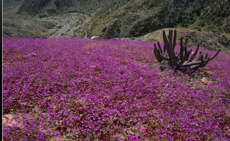 FOTO DEL GIORNO 10 NOVEMBRE 2011 : FIORI NEL DESERTO DI ATACAMA