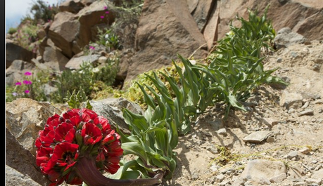 FOTO DEL GIORNO 10 NOVEMBRE 2011 : FIORI NEL DESERTO DI ATACAMA