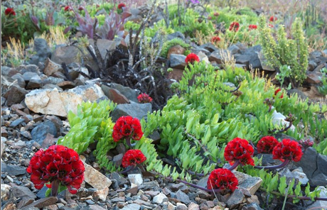 FOTO DEL GIORNO 10 NOVEMBRE 2011 : FIORI NEL DESERTO DI ATACAMA