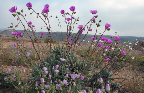 FOTO DEL GIORNO 10 NOVEMBRE 2011 : FIORI NEL DESERTO DI ATACAMA