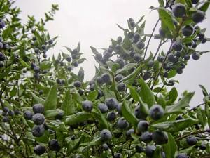 Il mirto della Sardegna