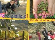 L'oro giallo Villa Petriolo. baby-raccolta delle olive FATTORIA DELLA CULTURA