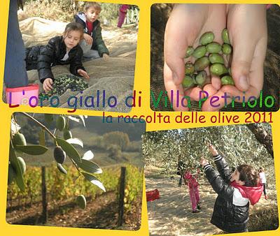 L'oro giallo di Villa Petriolo. La baby-raccolta delle olive per la FATTORIA  DELLA CULTURA