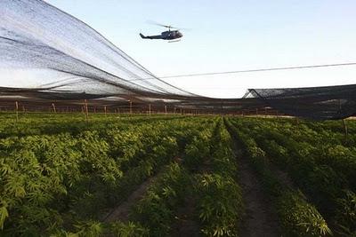 Ultime news Messico - Le foto di una Mega piantagione di Marijuana scoperta in Messico