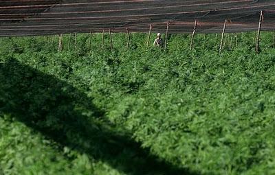 Ultime news Messico - Le foto di una Mega piantagione di Marijuana scoperta in Messico