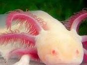 Axolotl ...io stimo....