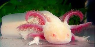 Axolotl ...io lo stimo....