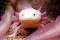 Axolotl ...io lo stimo....