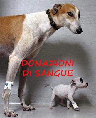 I CANI DONATORI