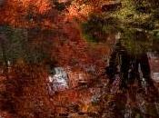 Novembre...e l'Amore dandelion67