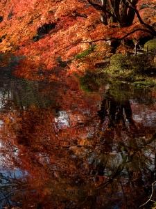 Novembre...e l'Amore di dandelion67