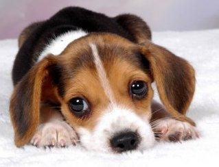 beagle pup TEST SUGLI ANIMALI: 2 BUONE NOTIZIE