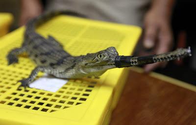 Ultime news Thailandia - Aeroporto di Bangkok - Trovata una tigre dentro una valige -