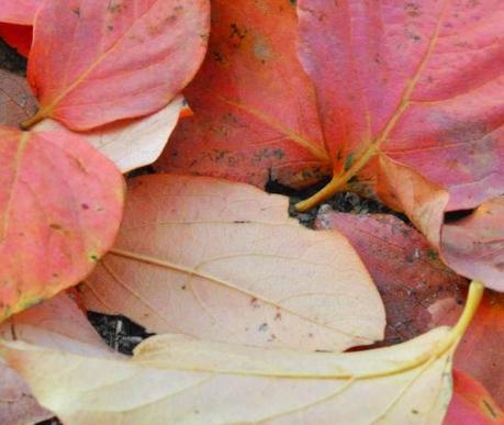 Autumn shades… on the tights.