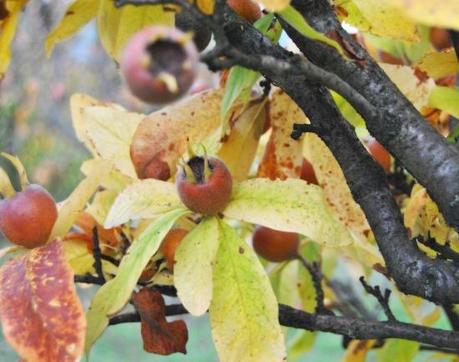 Autumn shades… on the tights.