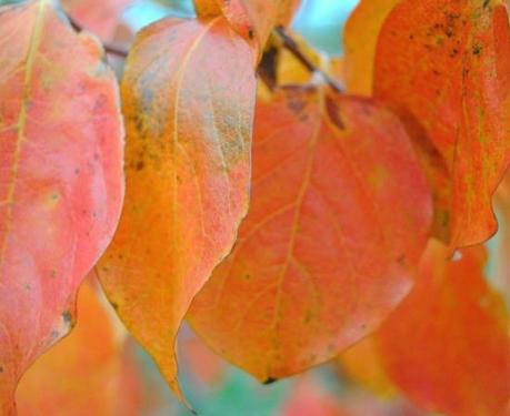 Autumn shades… on the tights.