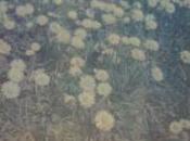 Polaroiders Fundraising Levanto auction reminder