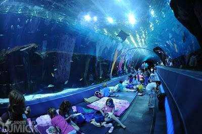 Viaggi nel Mondo - L' acquario più grande al Mondo