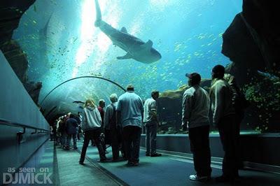 Viaggi nel Mondo - L' acquario più grande al Mondo