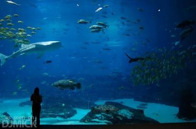 Viaggi nel Mondo - L' acquario più grande al Mondo