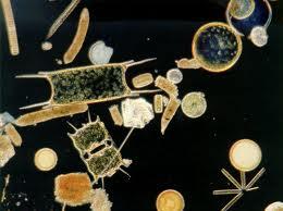 Scienziati cercano segreti plancton, alla guida un italiano