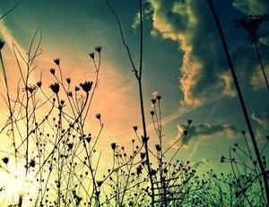 POESIE  IN  VETRINA  :  ZOE'