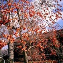 Il Kaki, la Mela dell'Oriente