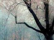 PANCA STANCA.- Costantino Posa