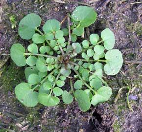 Cardamine