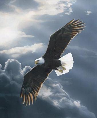 Siete Pecore, Lupi, Polli o Aquile ???