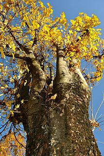 Un pomeriggio d'autunno nei boschi della Valgrande.