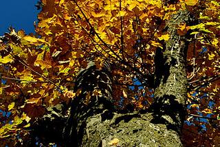 Un pomeriggio d'autunno nei boschi della Valgrande.