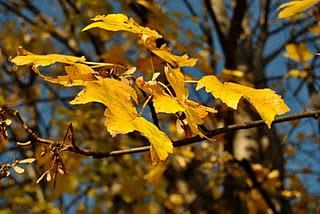 Un pomeriggio d'autunno nei boschi della Valgrande.