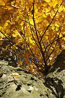 Un pomeriggio d'autunno nei boschi della Valgrande.