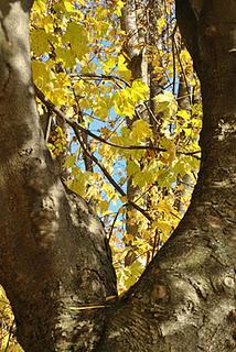 Un pomeriggio d'autunno nei boschi della Valgrande.