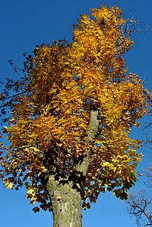 Un pomeriggio d'autunno nei boschi della Valgrande.