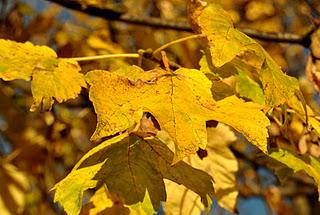 Un pomeriggio d'autunno nei boschi della Valgrande.