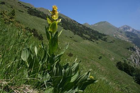 Genziana maggiore