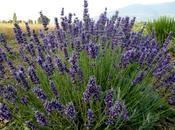 Lavanda