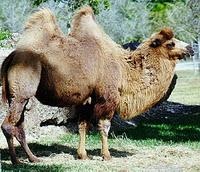 Il traduttore che scambiò una corda per un cammello