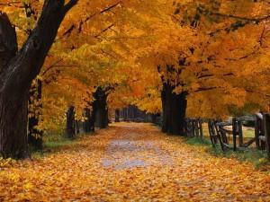 Autunno…