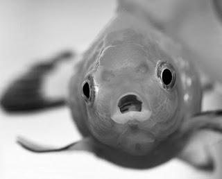 (App) Appunti su Android, Chrome e Tablet con Evernote