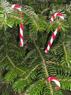 Sembrano bastoncini di zucchero