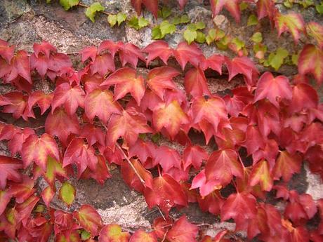 A proposito di autunno e di té.