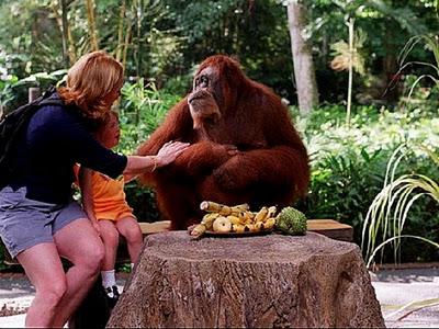 Viaggi nel Mondo - I 10 migliori parchi zoologici del Mondo