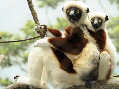 Viaggi nel Mondo - I 10 migliori parchi zoologici del Mondo