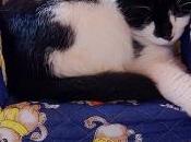 Roba gatti: ognuno posto!