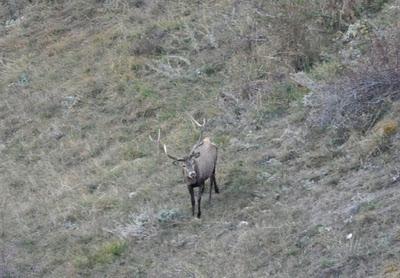 UNA QUESTIONE DI CORNA